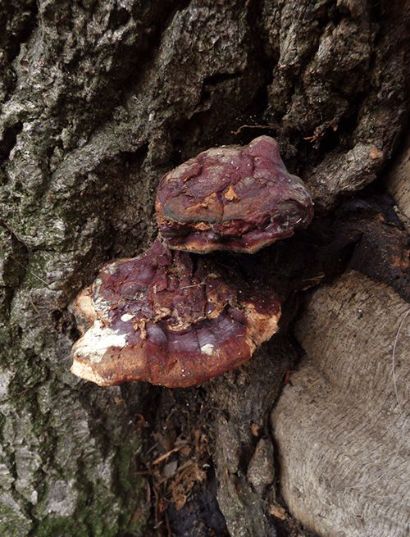 The worn but distinctly red-purple lacquered upper surface common of this species in Bedford, UK.